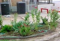 The Flower Club's work